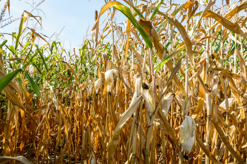 Drought Stressed Corn