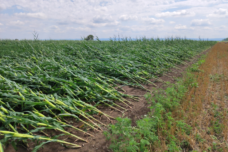 Windswept Corn