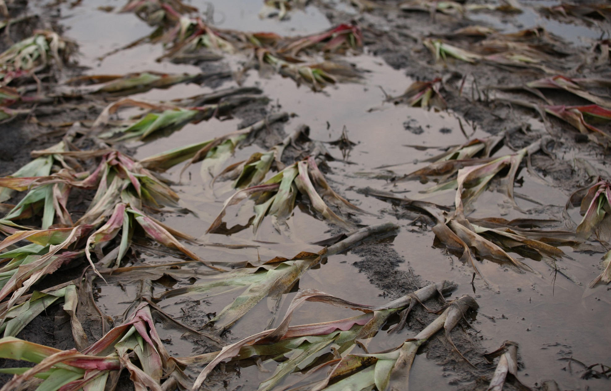 drainage-banner2.png