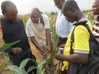 men examining sorghum