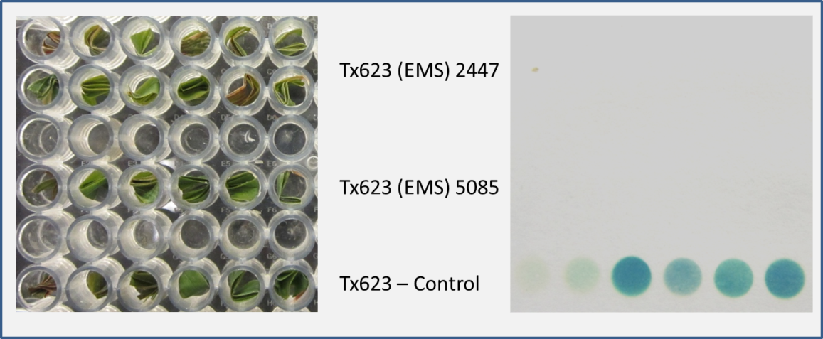 sorghum samples