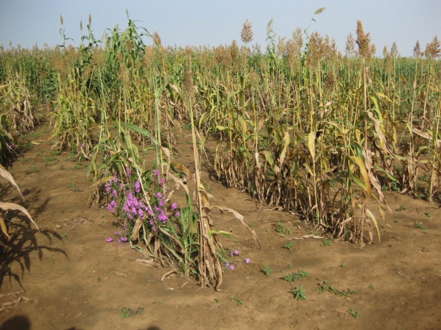 sorghum field with witchweed