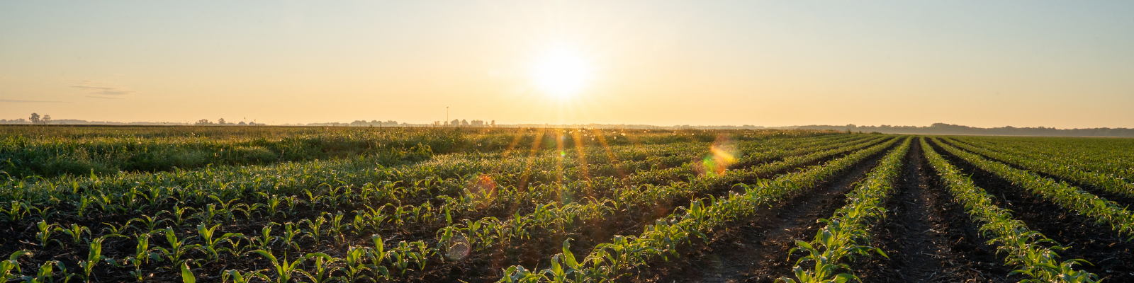 Sunrise in a Corn Field at ACRE