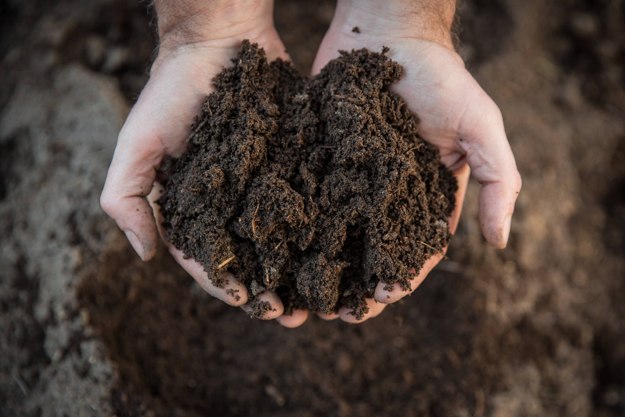 hands holding soil 