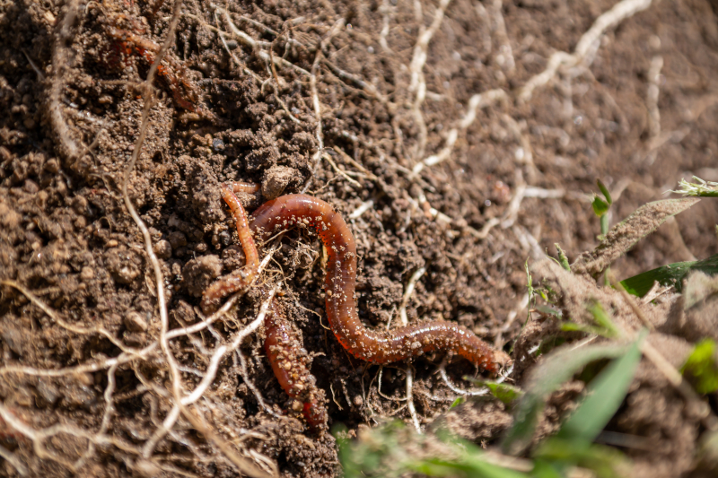 microbial-role-soil-800x450.jpg