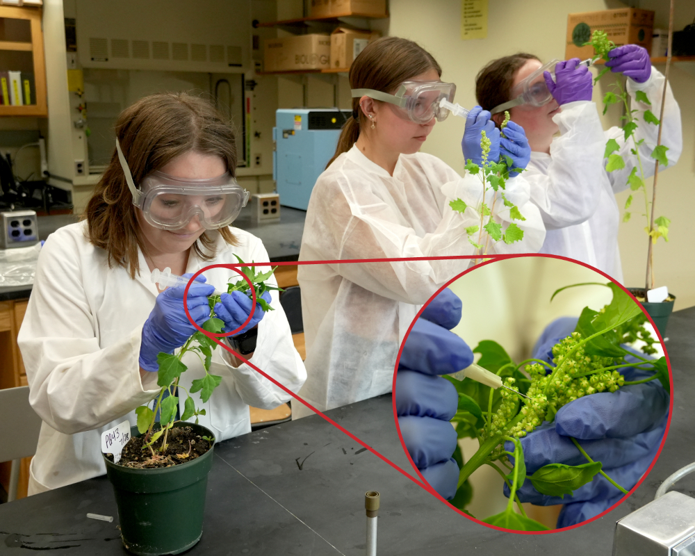 Hannah Levengood injecting quinoa plant