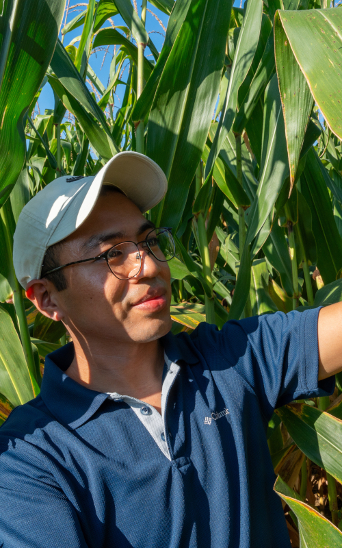 Student examining corn leaves in an agricultural field