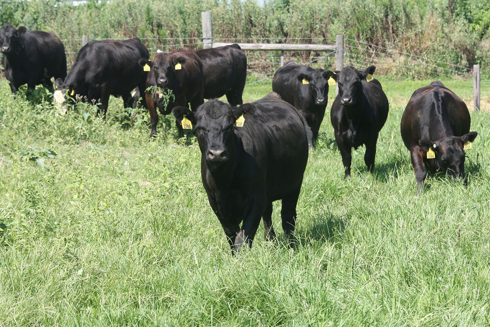 a green pasture with black cows standing