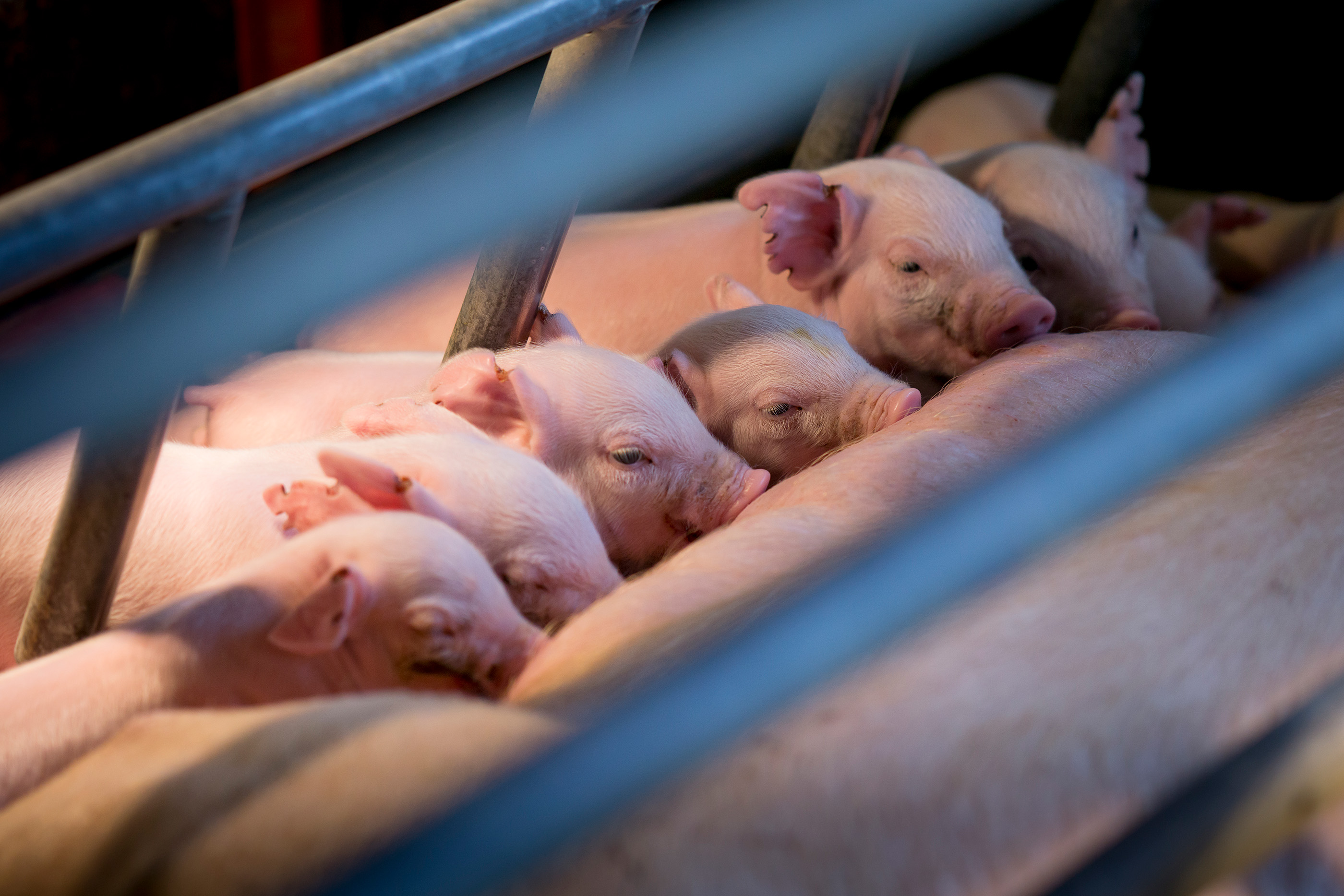 A group of piglets feed together from their mother, viewed through metal bars.
