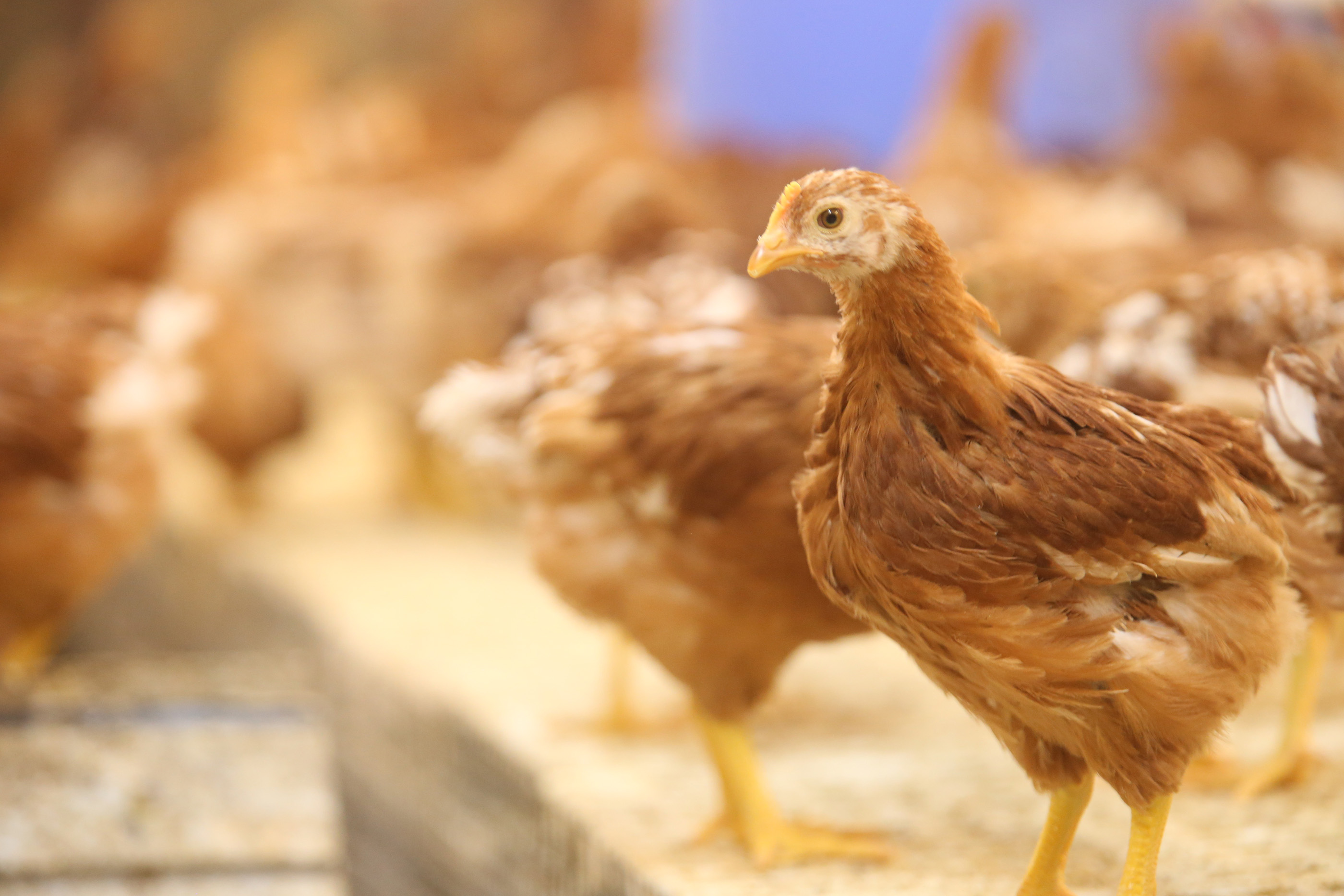 Chickens standing on a raised platform inside a poultry facility.