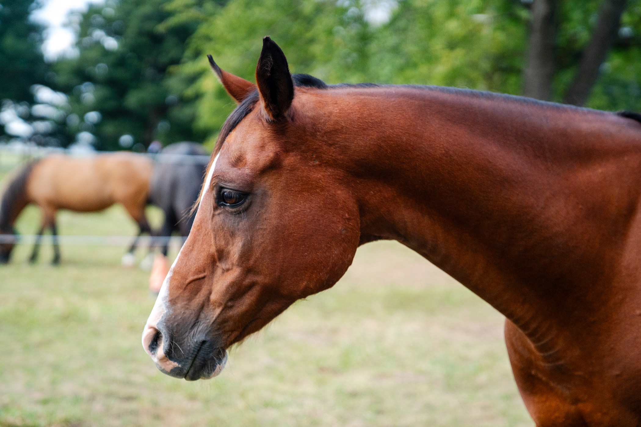 A horse stands in a pasture. Other horses are visible in the background.