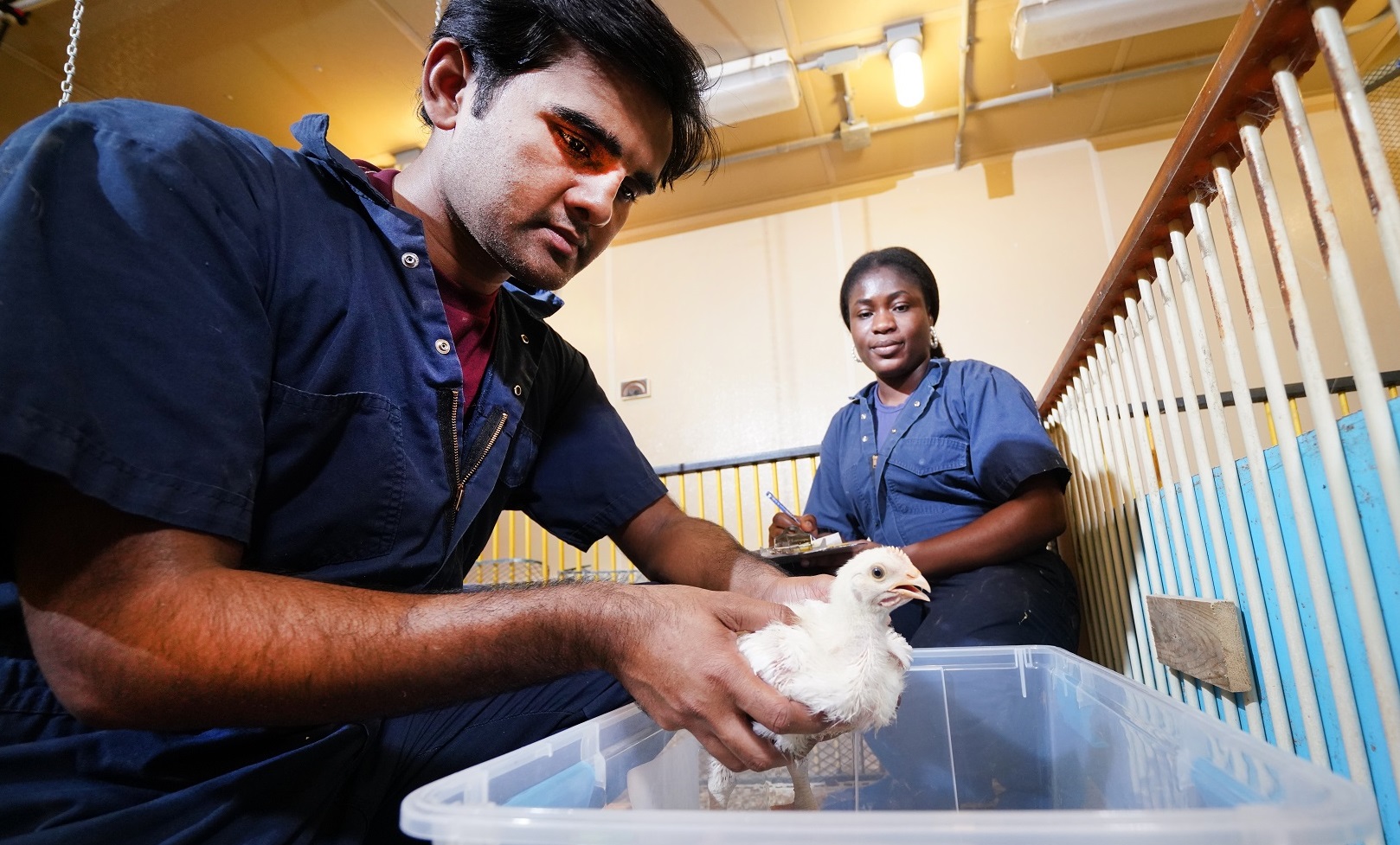 Man weighing chicken with woman taking notes