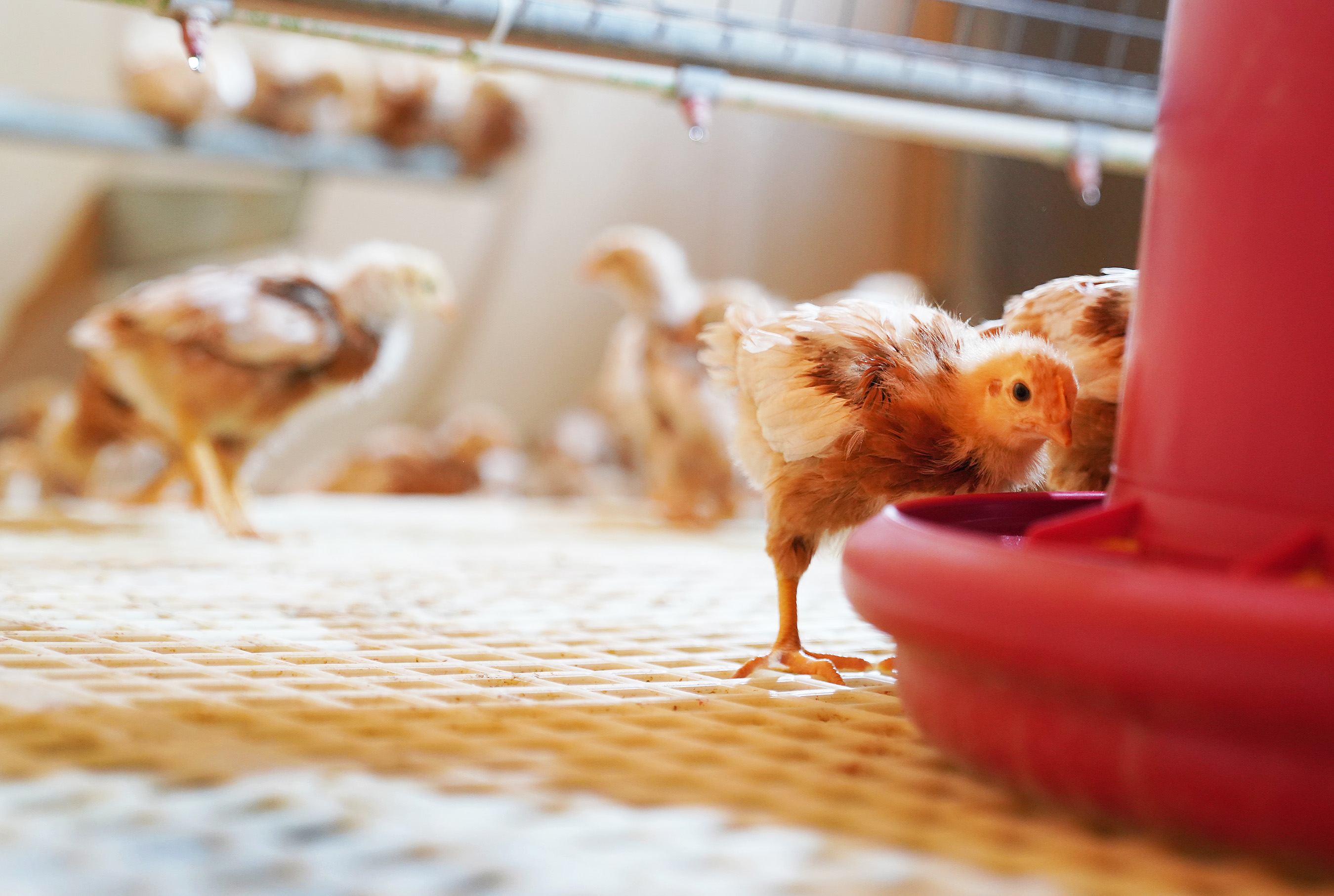 Chickens eating from a feeder.