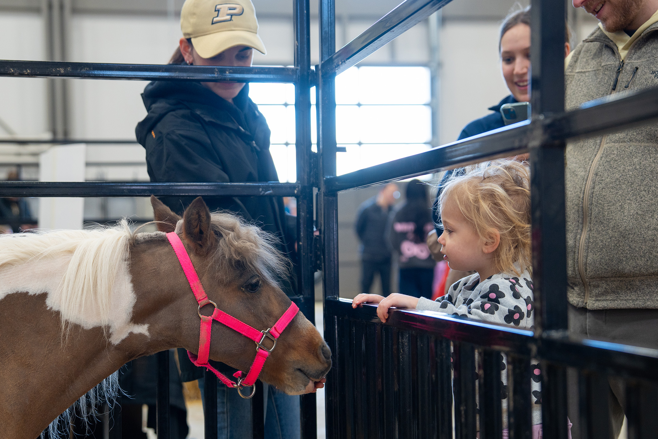 A young child reaches out to touch a small pony wearing a pink halter inside an indoor livestock pen, while adults look on nearby.