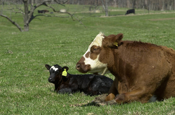 beef cow with calf laying on green grass