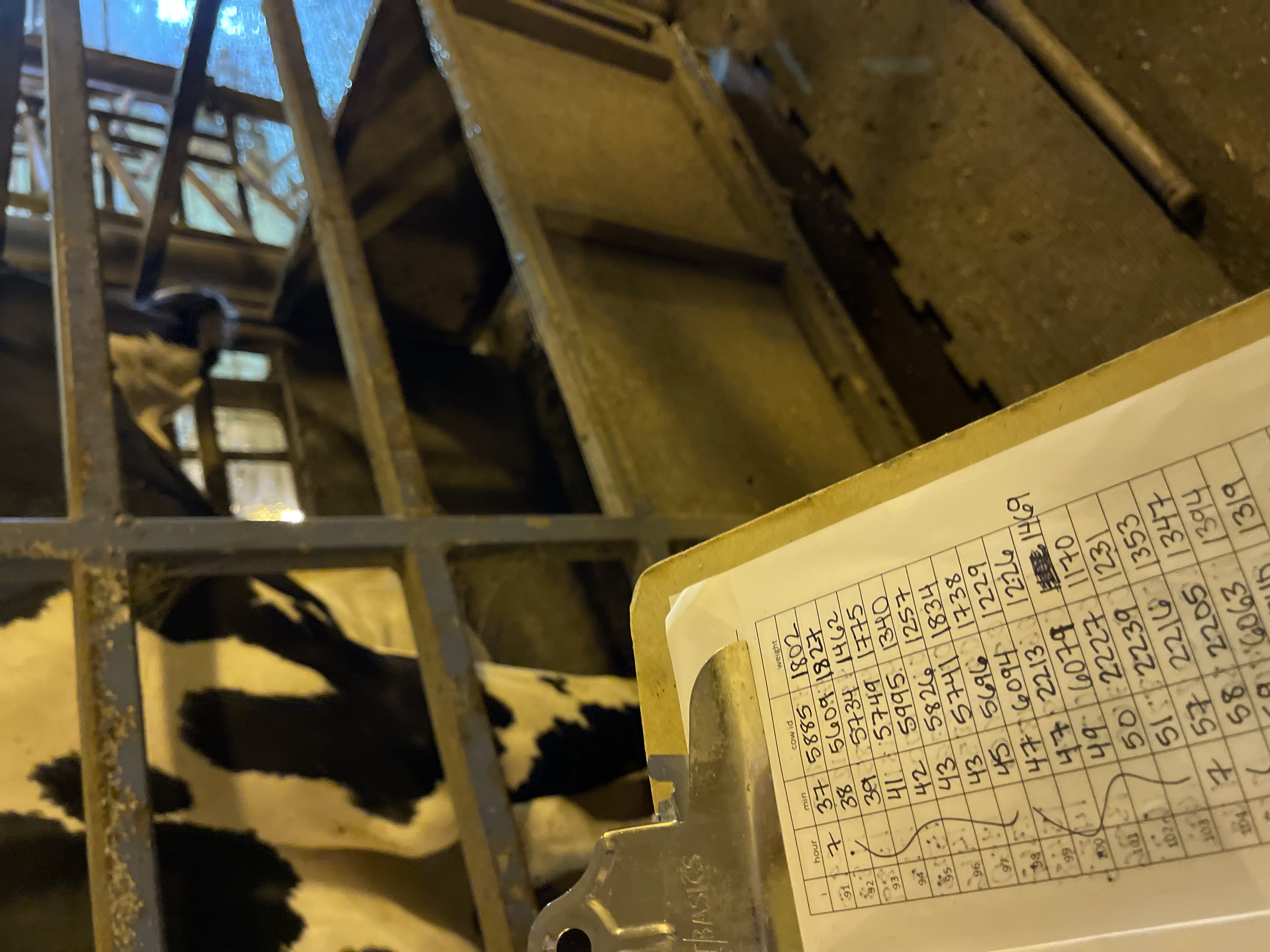 Weighing cows in the chute
