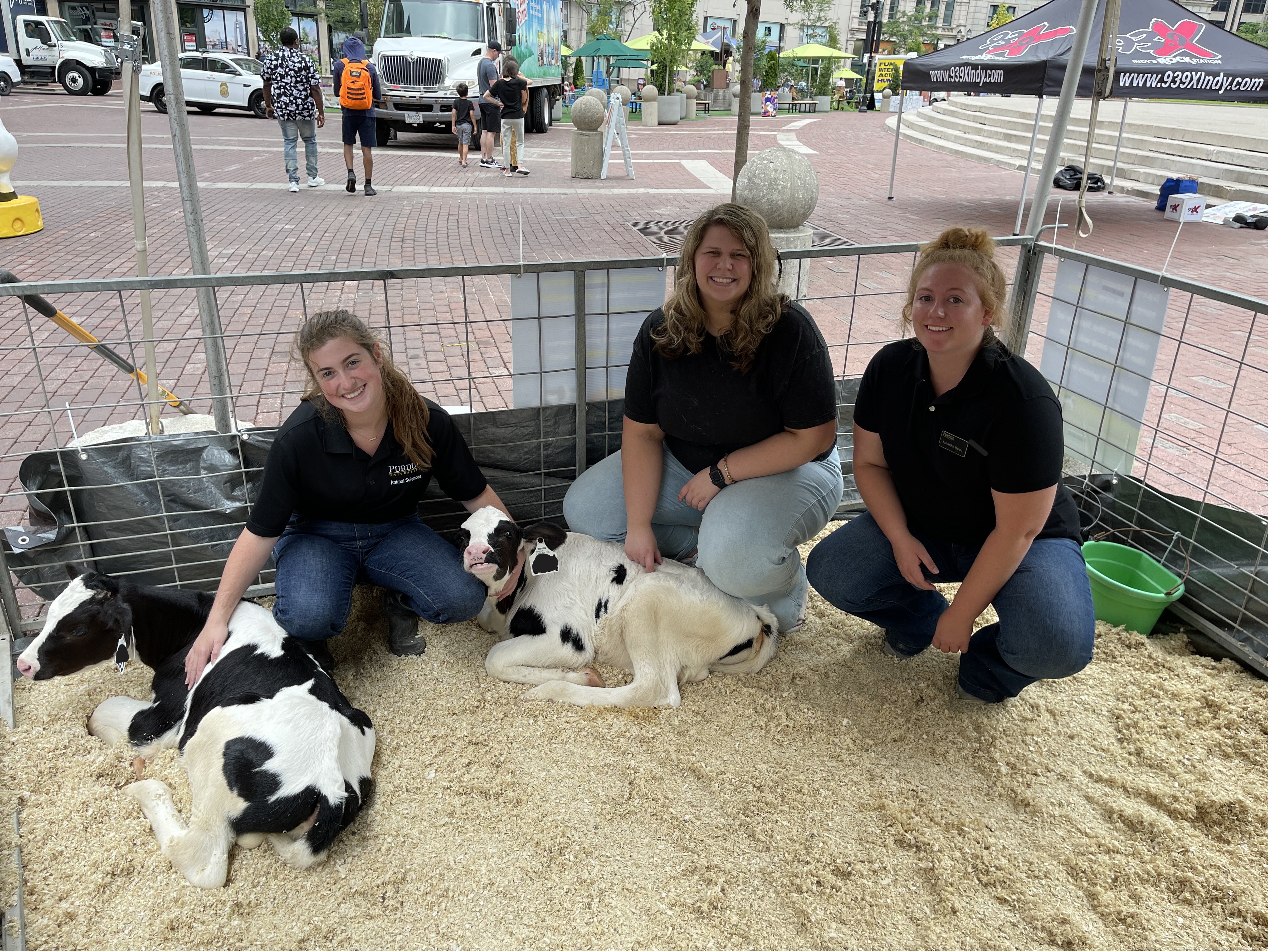Three students with two dairy calves at a fundraiser event