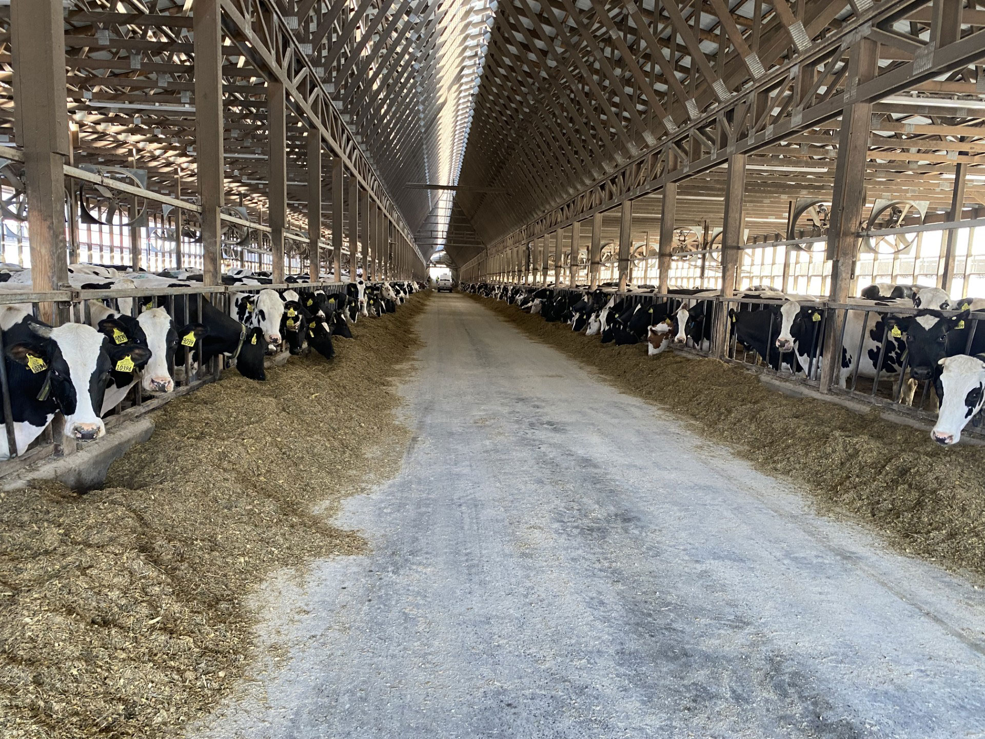 Cows eating