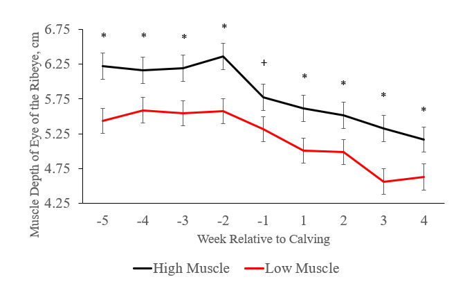 Line graph comparing longissimus dorsi muscle depth (eye of the ribeye, cm) in first-lactation dairy cows with high versus low muscle reserves from 5 weeks before to 4 weeks after calving. Both groups show declining muscle depth after calving, with cows in the high-muscle group maintaining greater muscle depth than cows in the low-muscle group throughout the study. Asterisks indicate statistically significant differences between groups (P < 0.05), and the plus sign indicates a trend toward significance (P < 0.10).