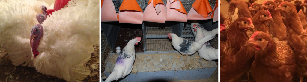 Poultry research photo