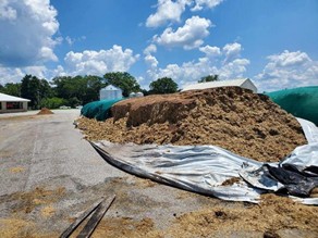 silage bag split open