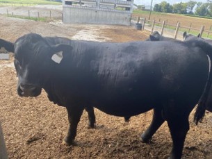Photo A: Bull with hives prior to treatment