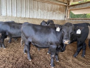 Photo B: Bull after treatment for hives