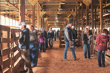 Sale barn