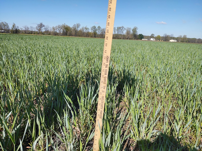 conventional seeding