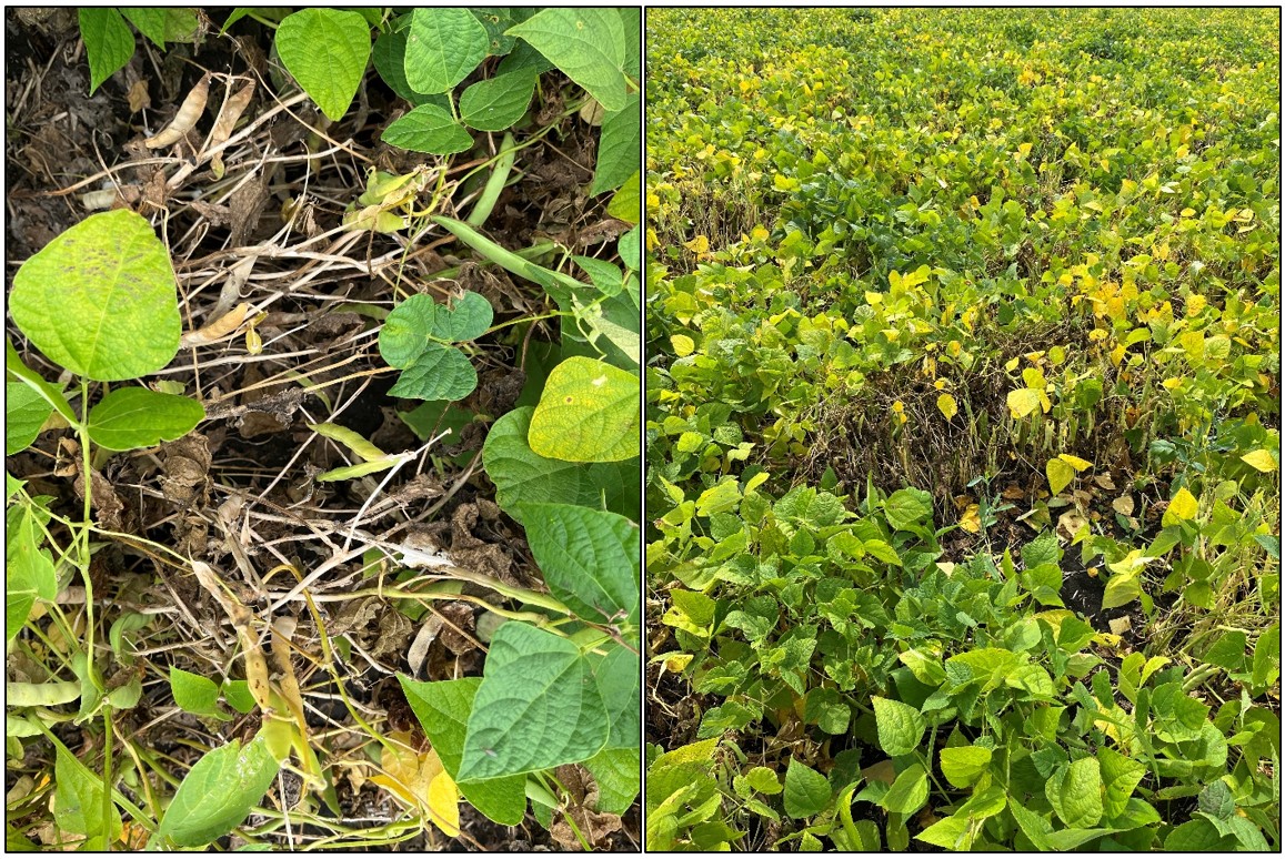 Field Observations