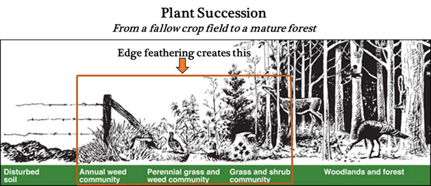 From a fallow crop field to a mature forest