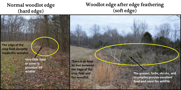 Woodlot edge after edge feathering