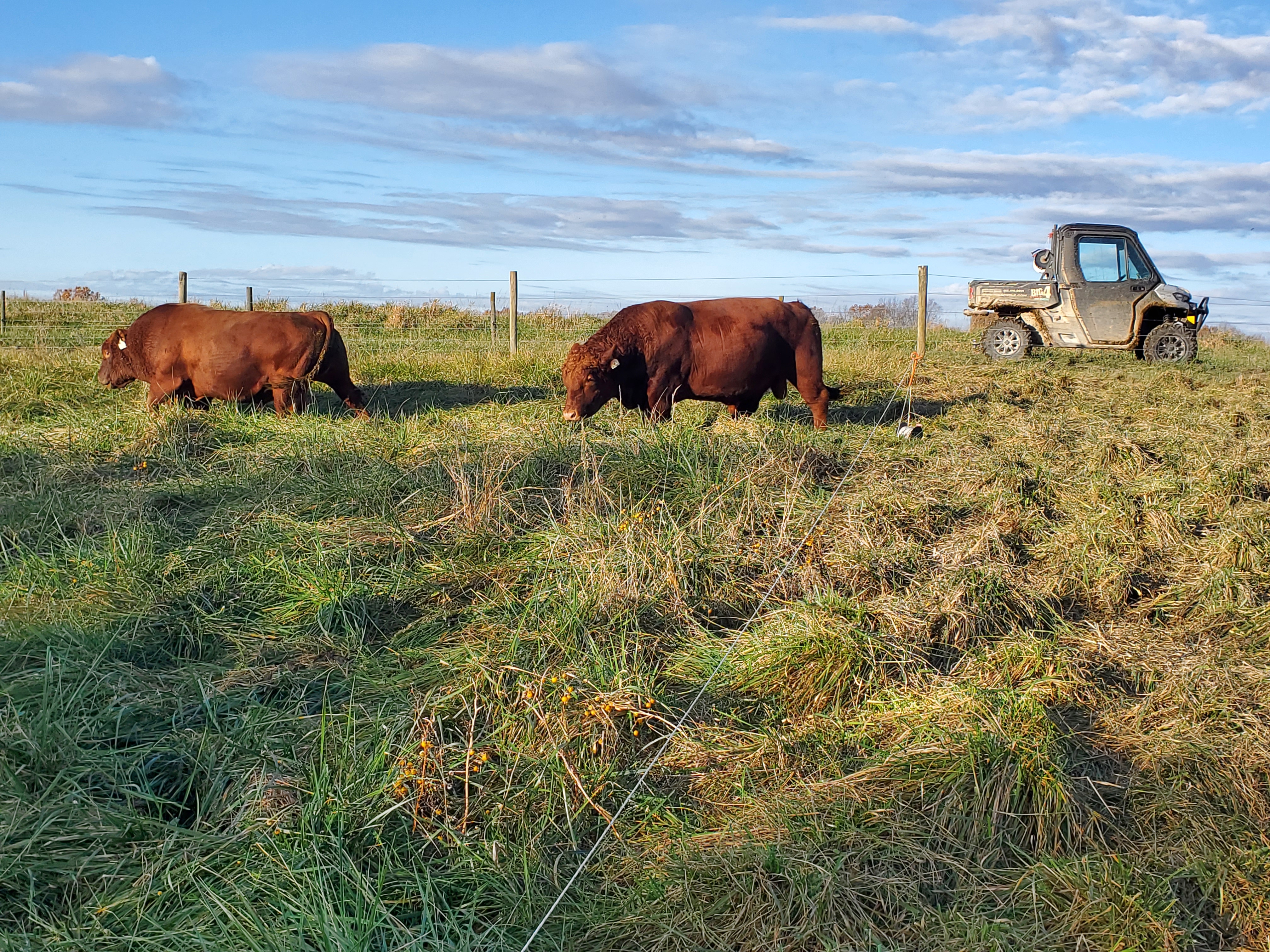 beef cattle in a field