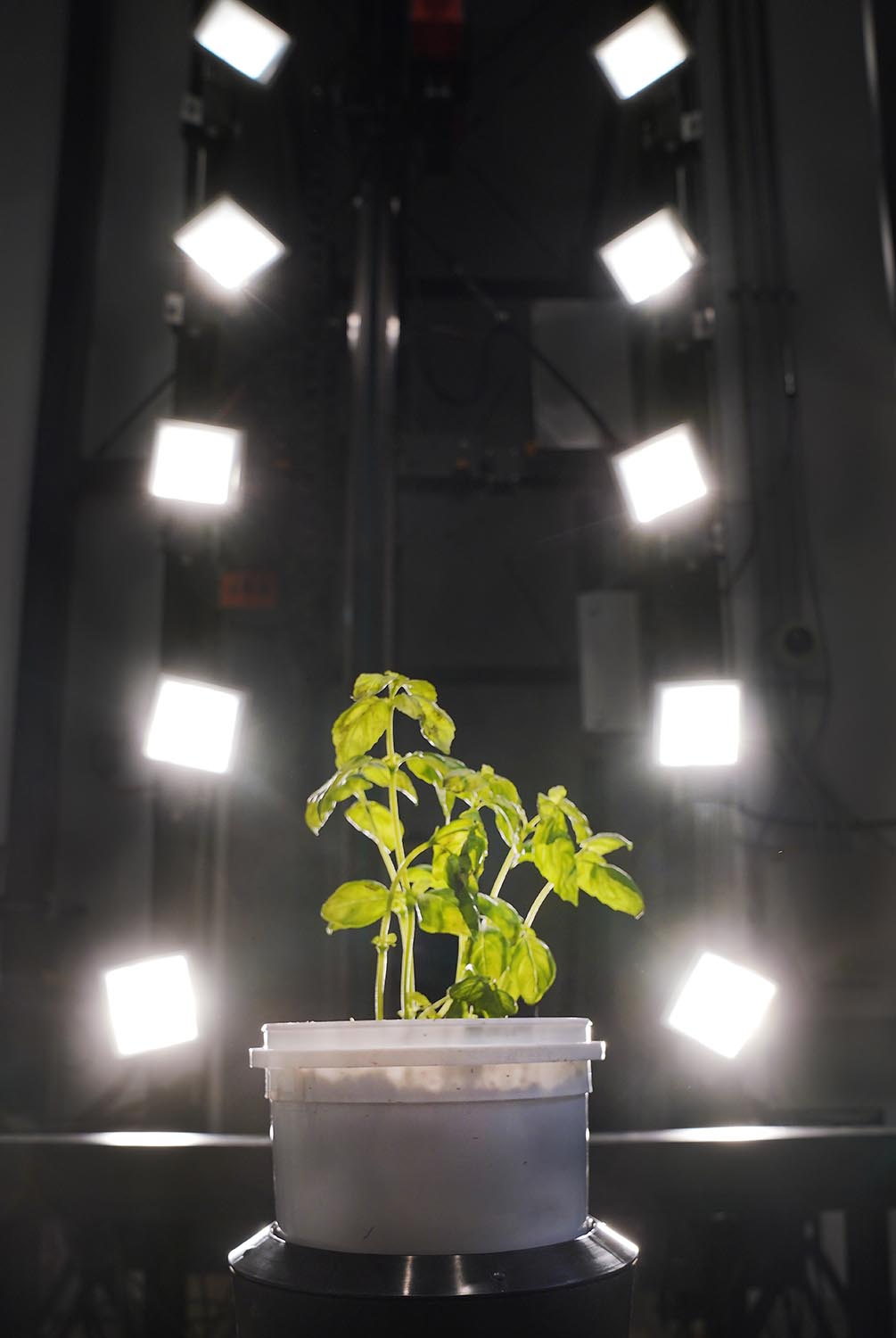 plant in phenotyping chamber