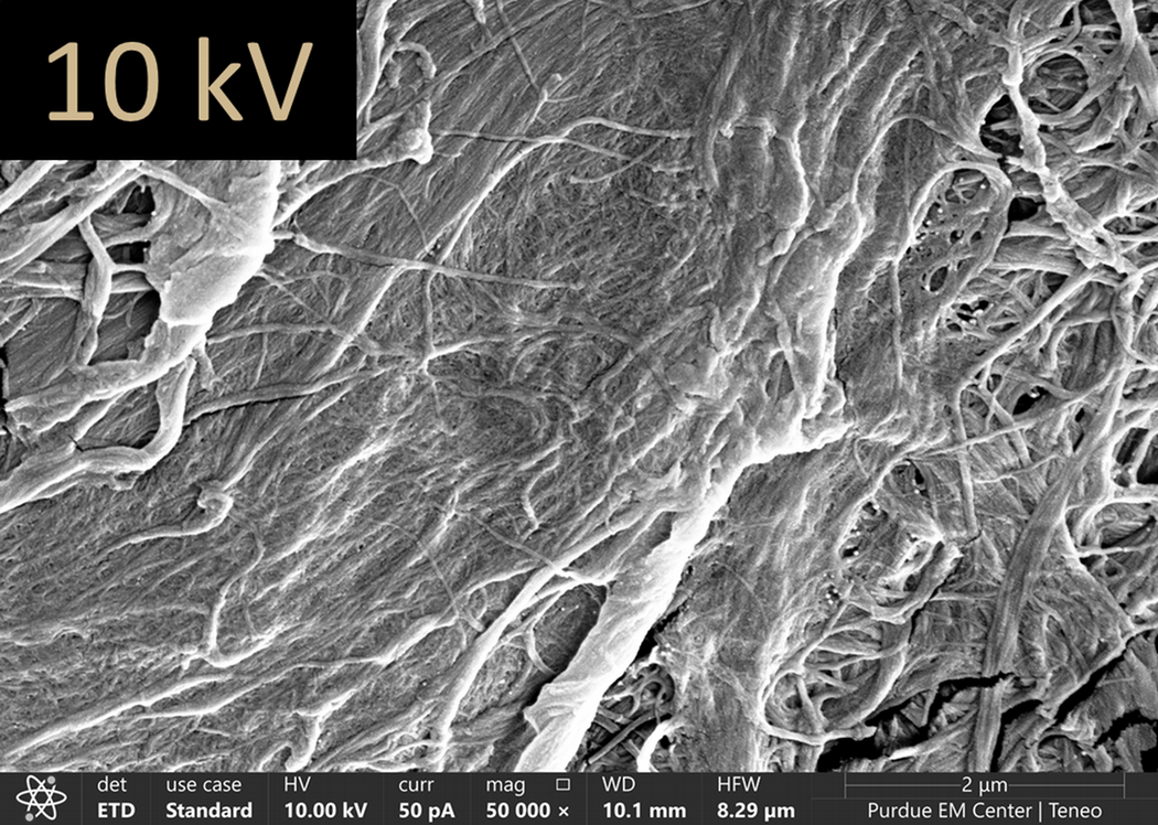 Paper imaged using 10 kV.