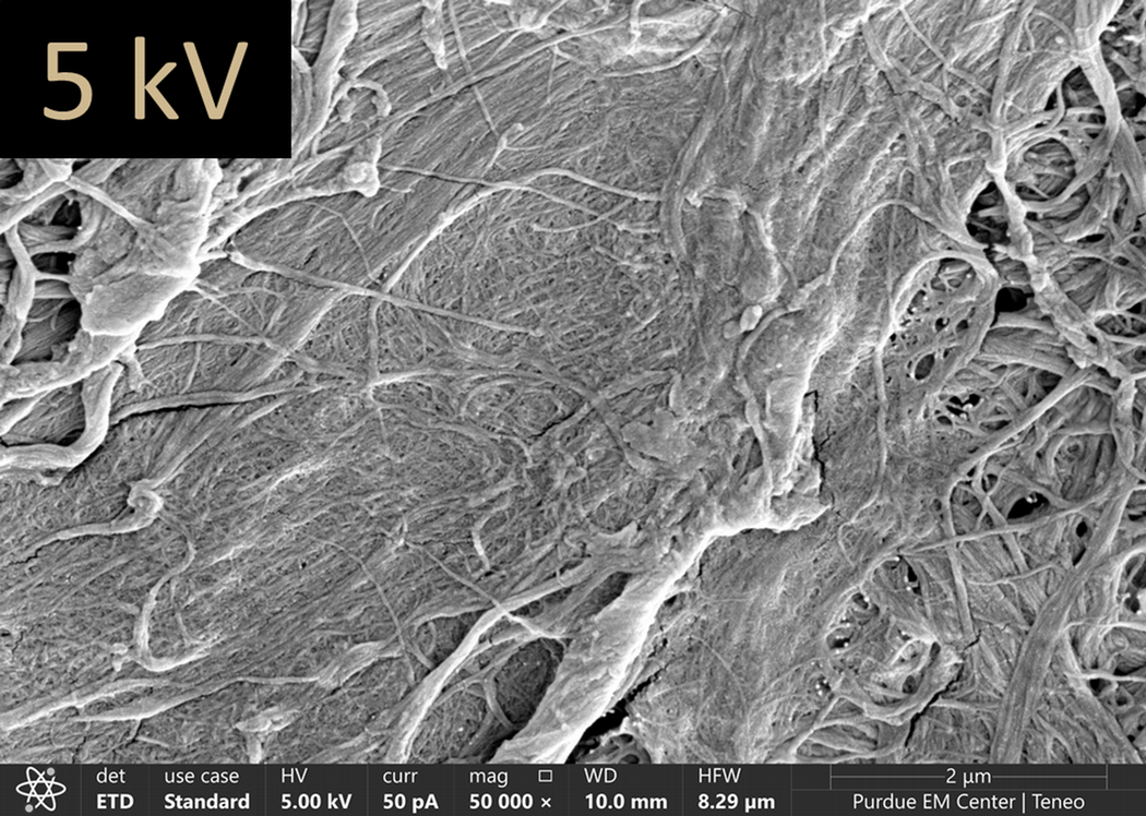 Paper imaged using 5 kV.