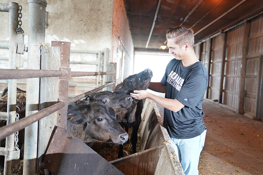 Beef cattle at ASREC
