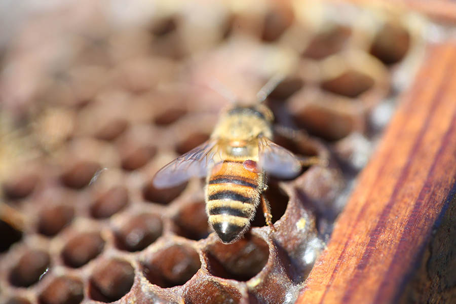 Varroa mite on a bee