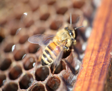 Image of a bee on its behive 