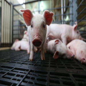 pigs