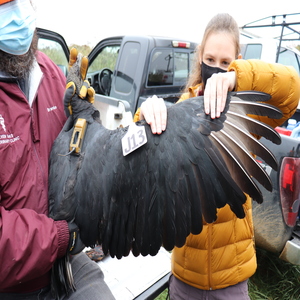 tagged black vulture