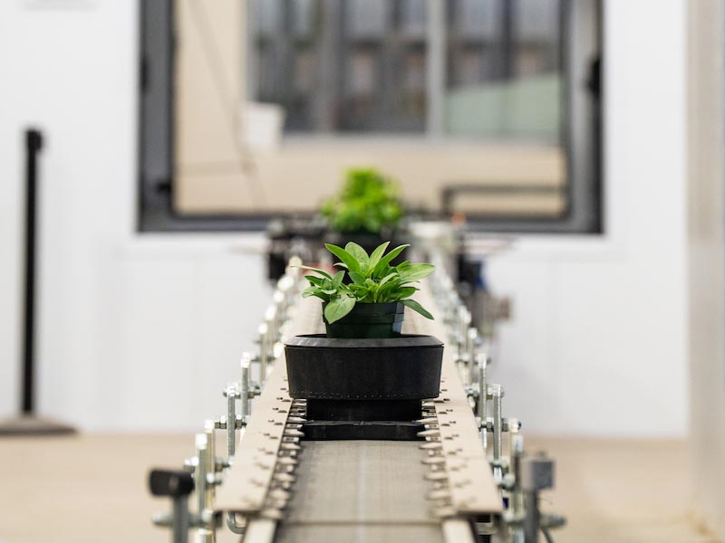 Plants enter the Ag Alumni Seed Phenotyping Facility on a conveyor belt