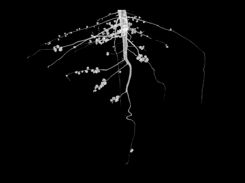 CT scan of a soybean root and nodules