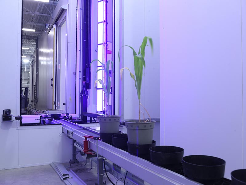 corn plant enters one of the imaging chambers by conveyor belt at the Ag Alumni Seed Phenotyping Facility