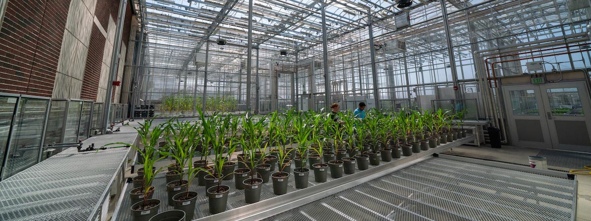 Rows of plants are shown in the Lilly Life Science greenhouses