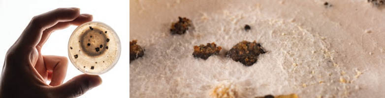 herbarium fungus