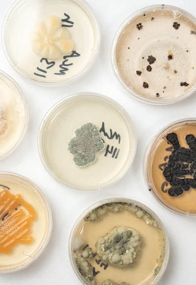 Herbarium fungus