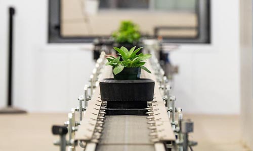 plants