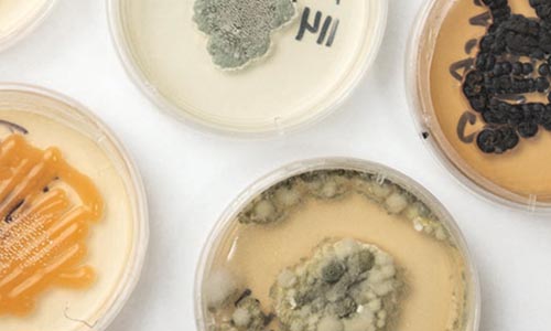Living fungal culture samples from the Kriebel Herbarium