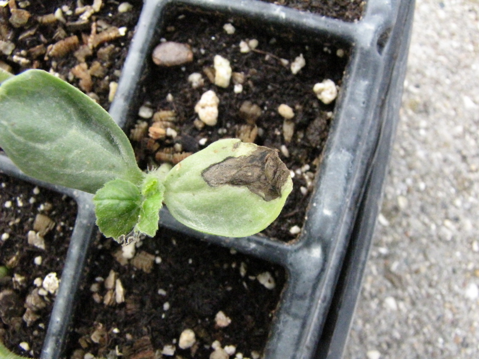 Angular leaf spot on watermelon leaf has caused dark, necrotic lesion on cotyledon.